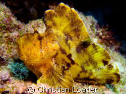Leaf Scorpionfish - at Dhonfanu Reef, Baa Atoll, Maldives... by Christian Loader 